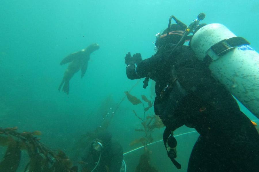 Buceo en Isla Blanca