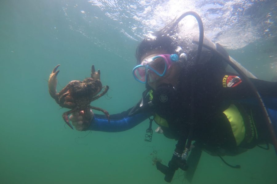 Buceo en la Reserva Nacional de Paracas