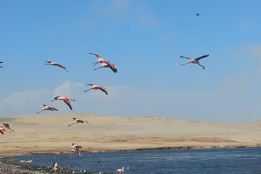 Tour en Kayak con avistamiento de Flamencos
